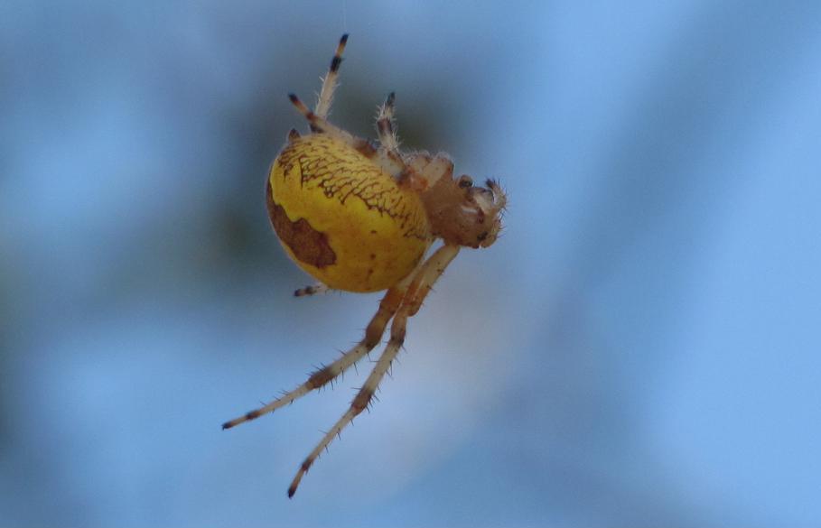 Araneus marmoreus